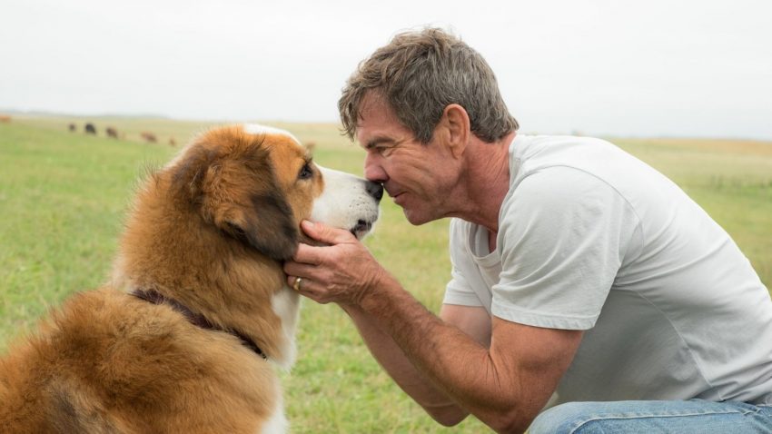 A DOG’S PURPOSE