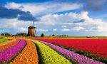 Hollanda Kitapları